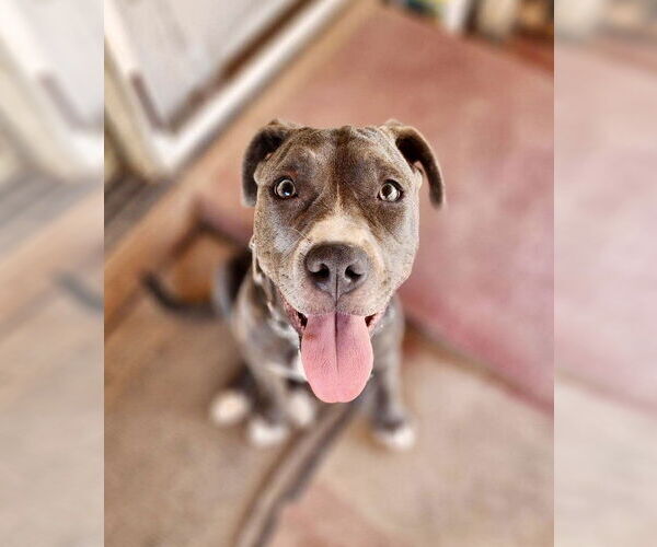 Medium Photo #10 American Pit Bull Terrier-American Staffordshire Terrier Mix Puppy For Sale in Mesa, AZ, USA