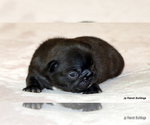 Puppy Linus French Bulldog