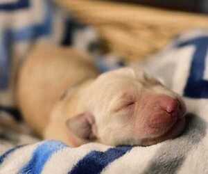 Labrador Retriever Puppy for sale in ELK, WA, USA
