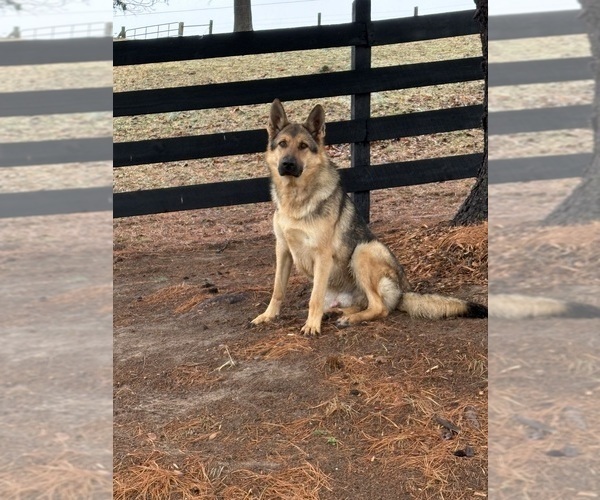 Medium Photo #1 German Shepherd Dog Puppy For Sale in MOUNT SOLON, VA, USA