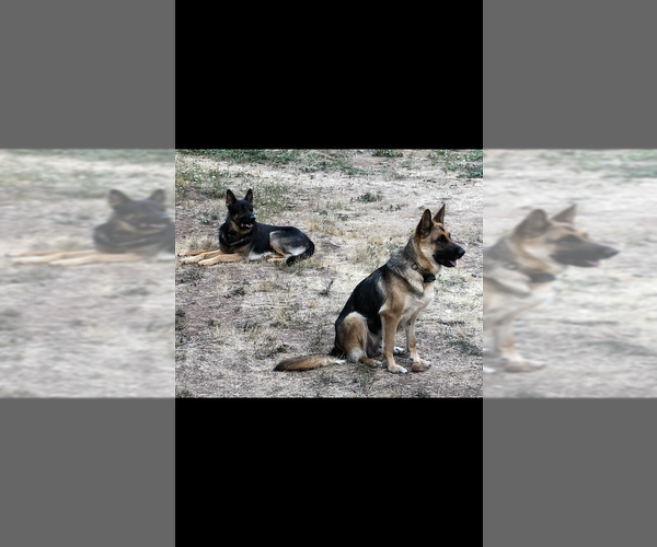 Medium Photo #12 German Shepherd Dog Puppy For Sale in BRUSH PRAIRIE, WA, USA