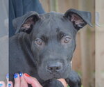 Small #1 American Bulldog Mix