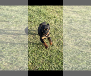 Rottweiler Puppy for sale in ELLENVILLE, NY, USA