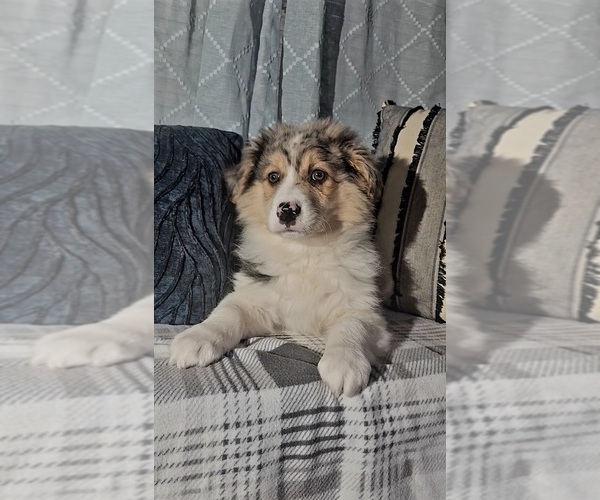 Medium Photo #1 Australian Shepherd Puppy For Sale in INDIANAPOLIS, IN, USA
