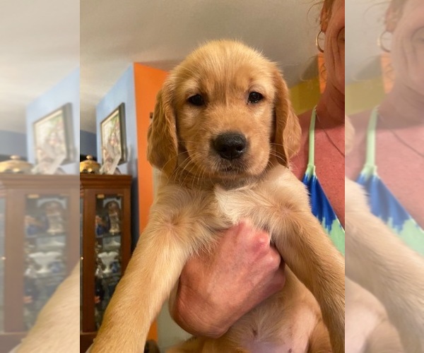 Medium Photo #1 Golden Retriever Puppy For Sale in MILTON, FL, USA