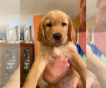 Small Photo #1 Golden Retriever Puppy For Sale in MILTON, FL, USA