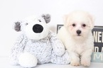 Small Bichon Frise