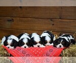 Small Photo #2 Cavalier King Charles Spaniel Puppy For Sale in NEWMANSTOWN, PA, USA