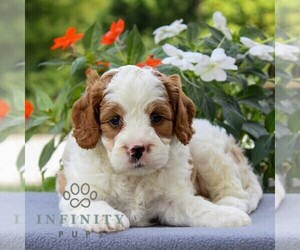 Cavapoo Puppy for sale in EAST EARL, PA, USA