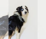 Denver - Male Australian Shepherd Dog for Adoption - Small photo