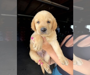 Labrador Retriever Puppy for Sale in GREENVILLE, North Carolina USA
