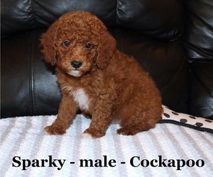 Cock-A-Poo Puppy for sale in CLARKRANGE, TN, USA