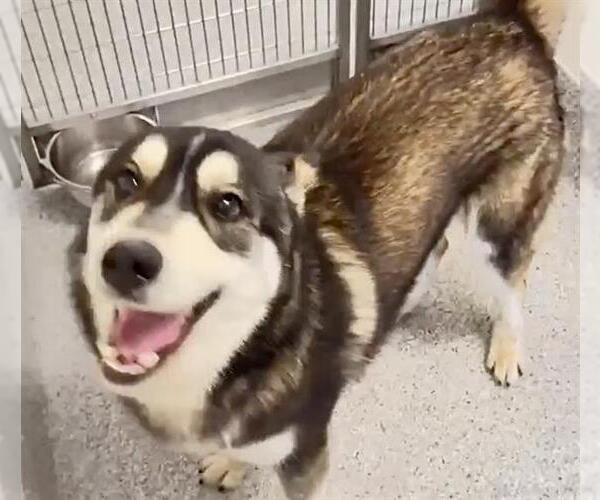 Medium Photo #2 Siberian Husky Puppy For Sale in Houston, TX, USA