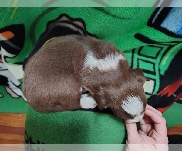 Medium Photo #6 Border Collie Puppy For Sale in NORBORNE, MO, USA