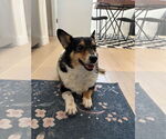 Small #2 Pembroke Welsh Corgi