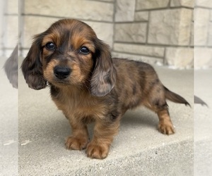 Dachshund Puppy for sale in INDIANAPOLIS, IN, USA