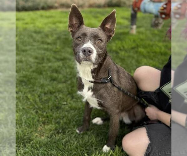 Medium Photo #3 Mutt Puppy For Sale in Modesto, CA, USA