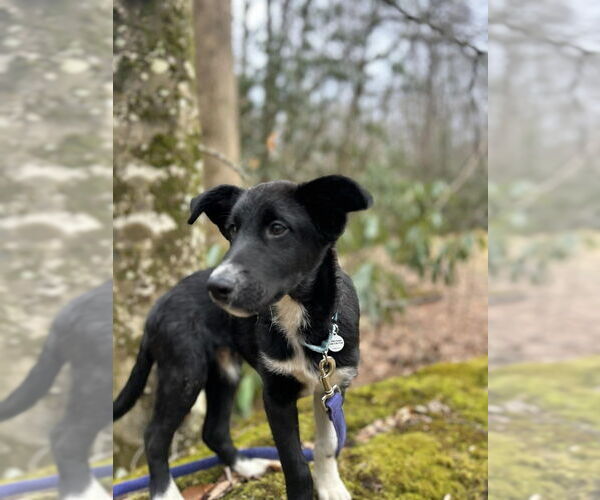 Medium Photo #4 Mutt Puppy For Sale in Candler, NC, USA