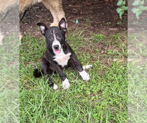 Mutt Dogs for adoption in Oakhurst, NJ, USA