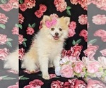 Small Photo #8 Pomeranian Puppy For Sale in CHRISTIANA, PA, USA