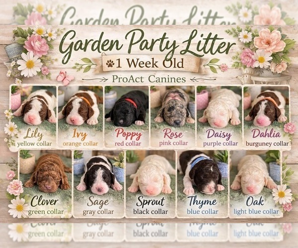 Medium Photo #1 Saint Berdoodle Puppy For Sale in PAW PAW, MI, USA