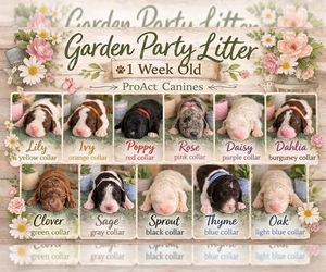 Saint Berdoodle Litter for sale in PAW PAW, MI, USA