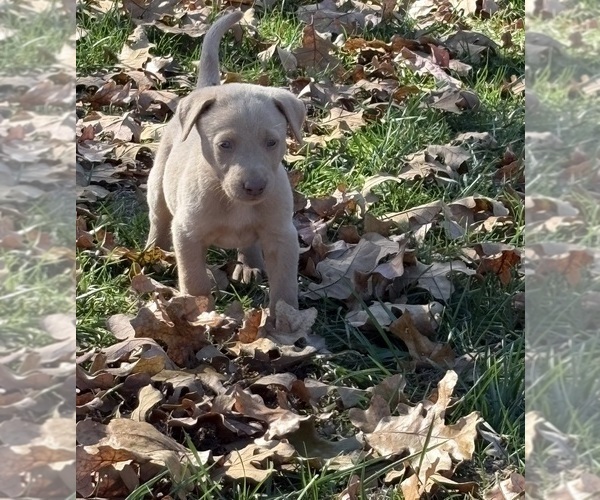 Medium Photo #11 Labrador Retriever Puppy For Sale in LEASBURG, MO, USA