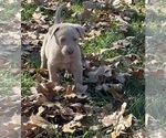 Small #10 Labrador Retriever