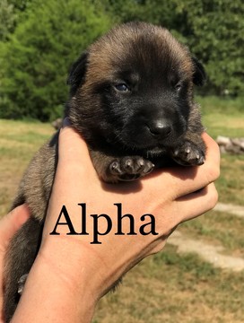 Medium Photo #1 Belgian Malinois Puppy For Sale in WEST PLAINS, MO, USA