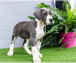 Puppy Kendra Great Dane
