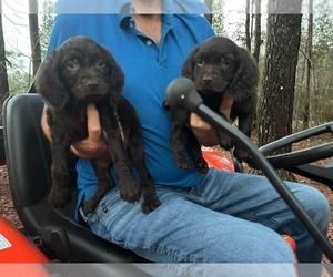 Boykin Spaniel Puppy for sale in QUITMAN, MS, USA