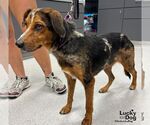 Small #2 Mutt