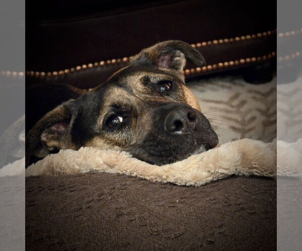 Medium Photo #9 Mutt Puppy For Sale in Mount Laurel, NJ, USA