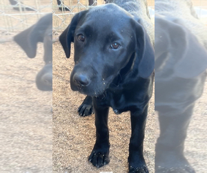 Labrador Retriever Puppy for sale in JUNCTION CITY, OR, USA