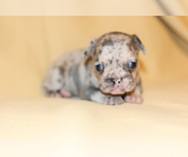 Medium Photo #4 French Bulldog Puppy For Sale in CENTENNIAL, CO, USA