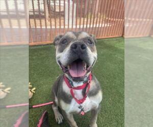 *WALTER - Male American Bulldog-Unknown Mix Dog for Adoption - Photo #2