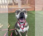 Small #1 American Bulldog Mix