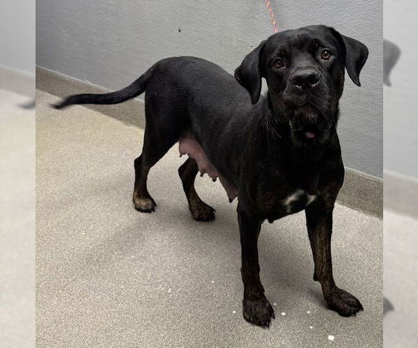 Medium Photo #1 Rottweiler-Unknown Mix Puppy For Sale in Las Vegas, NV, USA