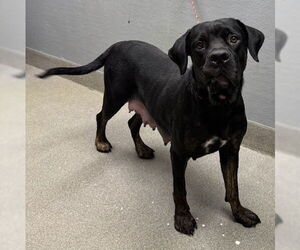Rottweiler-Unknown Mix Dogs for adoption in Las Vegas, NV, USA