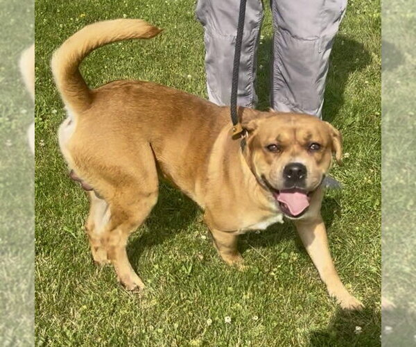Medium Photo #2 Boxer-Unknown Mix Puppy For Sale in Rootstown, OH, USA