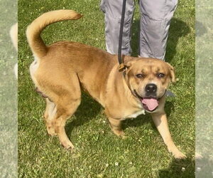 Pound Dog-Otis #190694-Courtesy Listing - Male Boxer-Unknown Mix Dog for Adoption - Photo #2