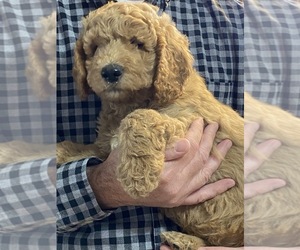 Goldendoodle Puppy for sale in WEST UNITY, OH, USA