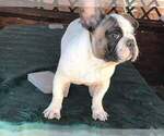Small Photo #1 French Bulldog Puppy For Sale in MILLVILLE, MA, USA