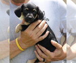 Small #1 Dachshund