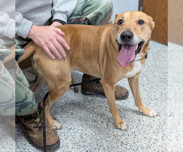 Medium Photo #5 Labrador Retriever-Unknown Mix Puppy For Sale in Rootstown, OH, USA