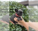 Small Photo #7 French Bulldog Puppy For Sale in METUCHEN, NJ, USA