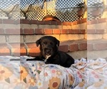 Small #4 Cardigan Welsh Corgi-Scottish Terrier Mix