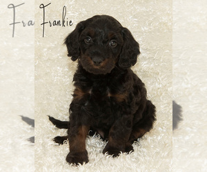 Medium Golden Cavadoodle