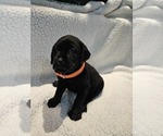 Small #1 Labrador Retriever