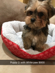 Small Photo #9 Shorkie Tzu Puppy For Sale in MONTGOMERY, AL, USA
